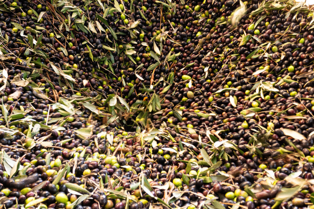 Olive sorting for pressing