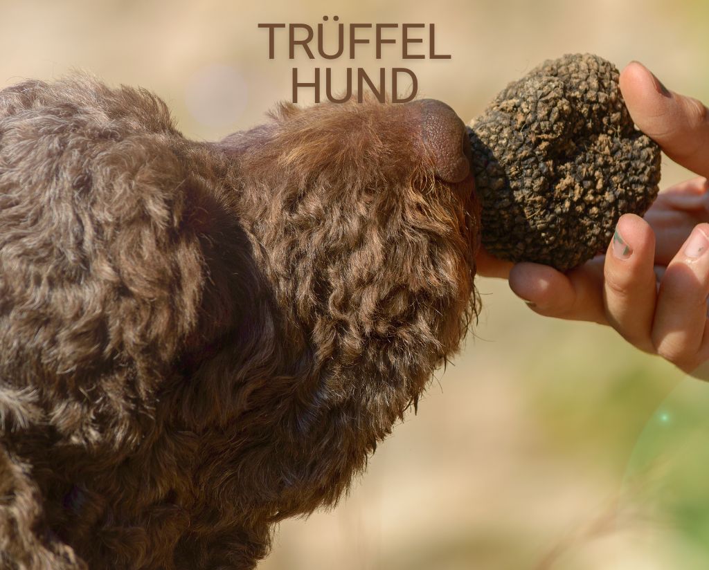 Truffel Dog EN